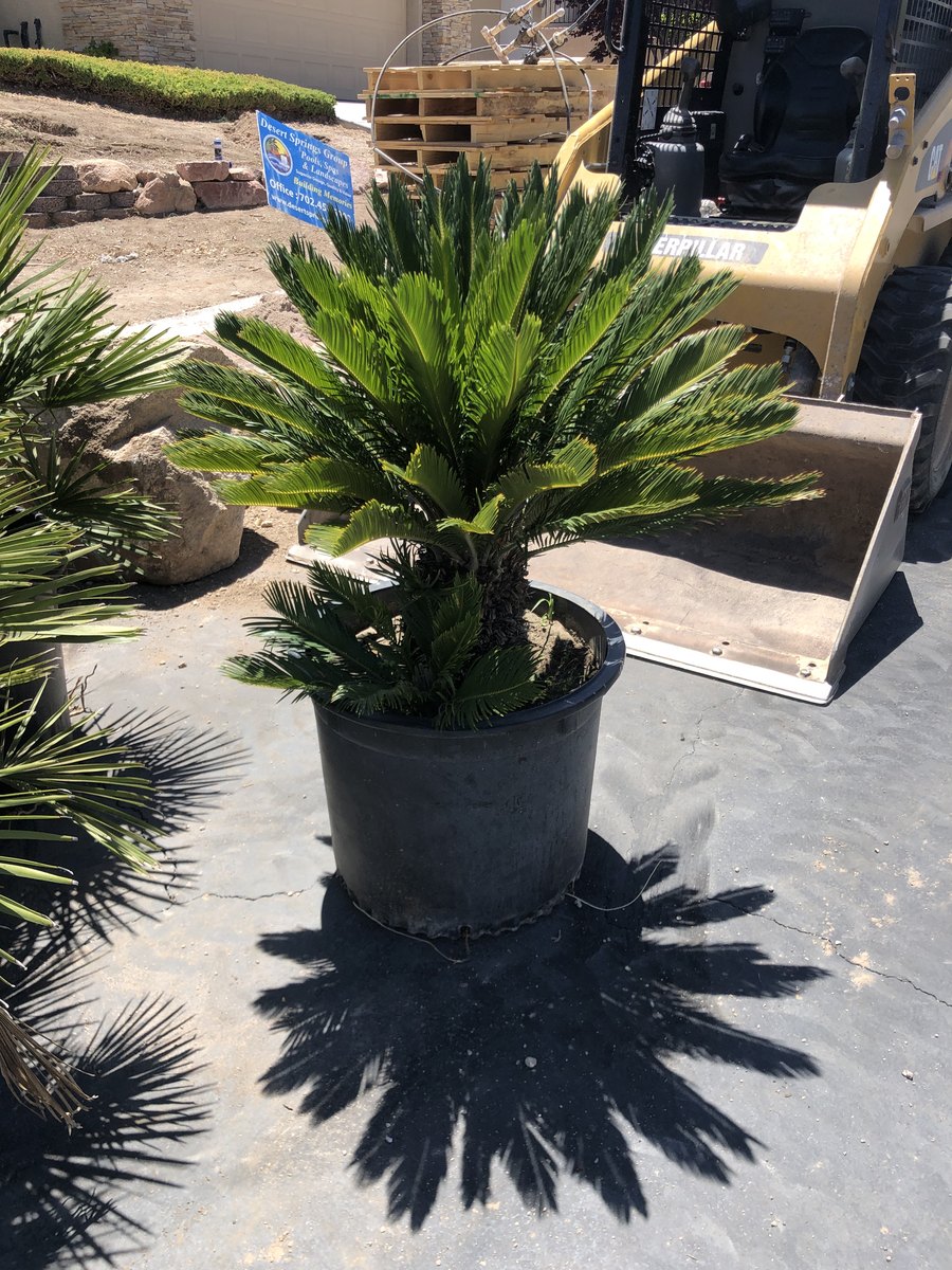 Desert planting with palms and stone